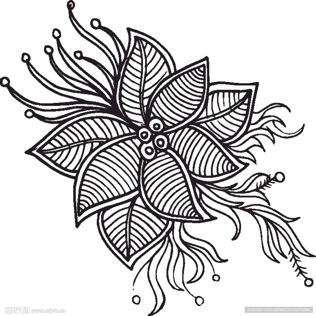 植物花卉素描