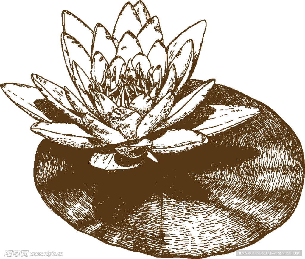 花卉素描