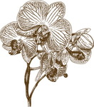 花卉素描
