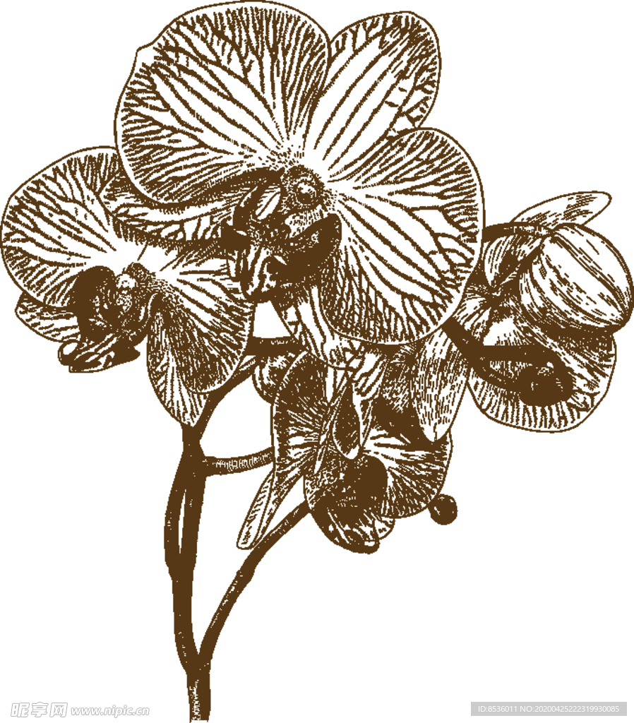 花卉素描