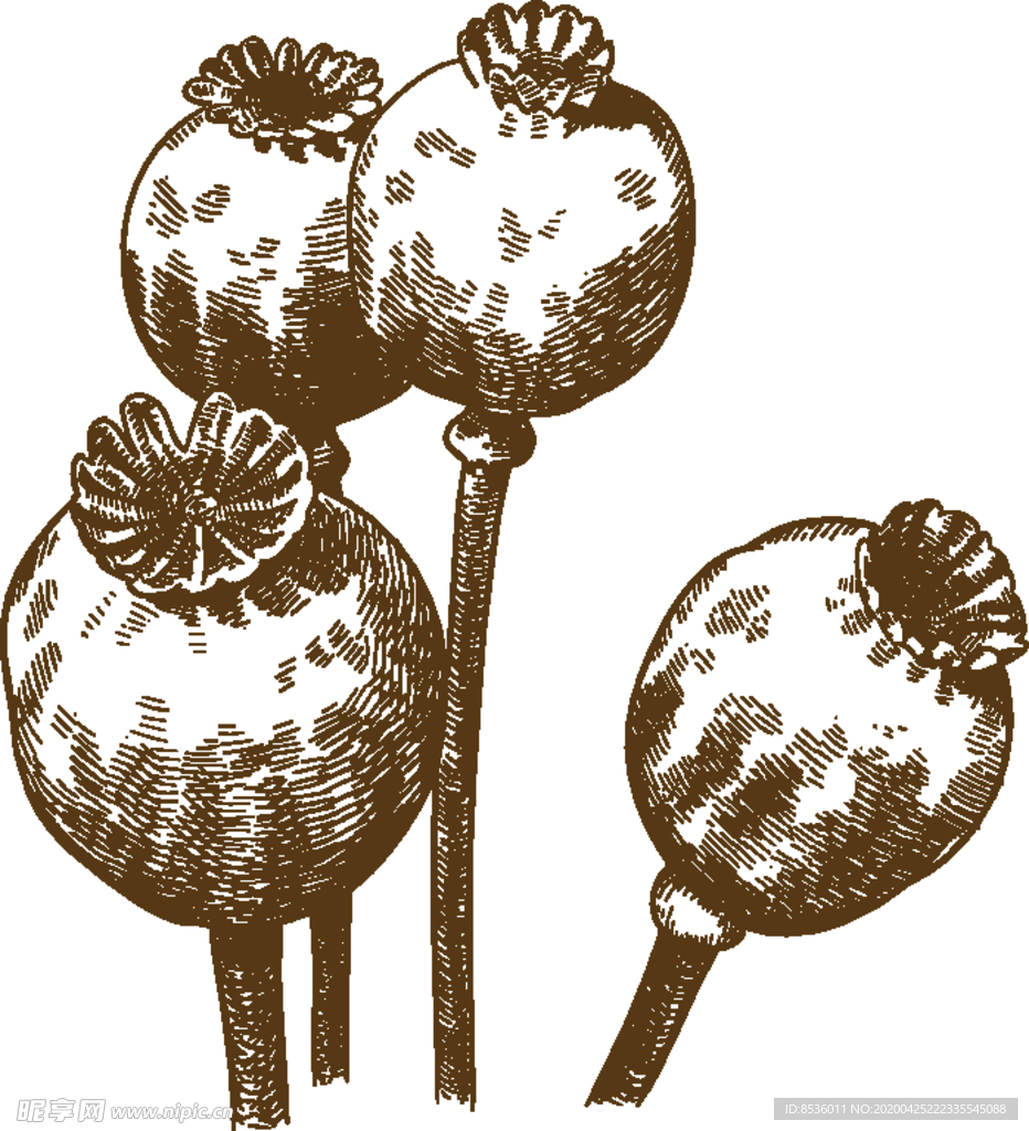 花卉素描