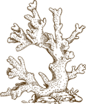 珊瑚素描