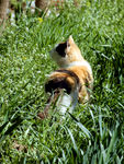 小猫