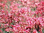 杜鹃花