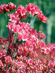 杜鹃花