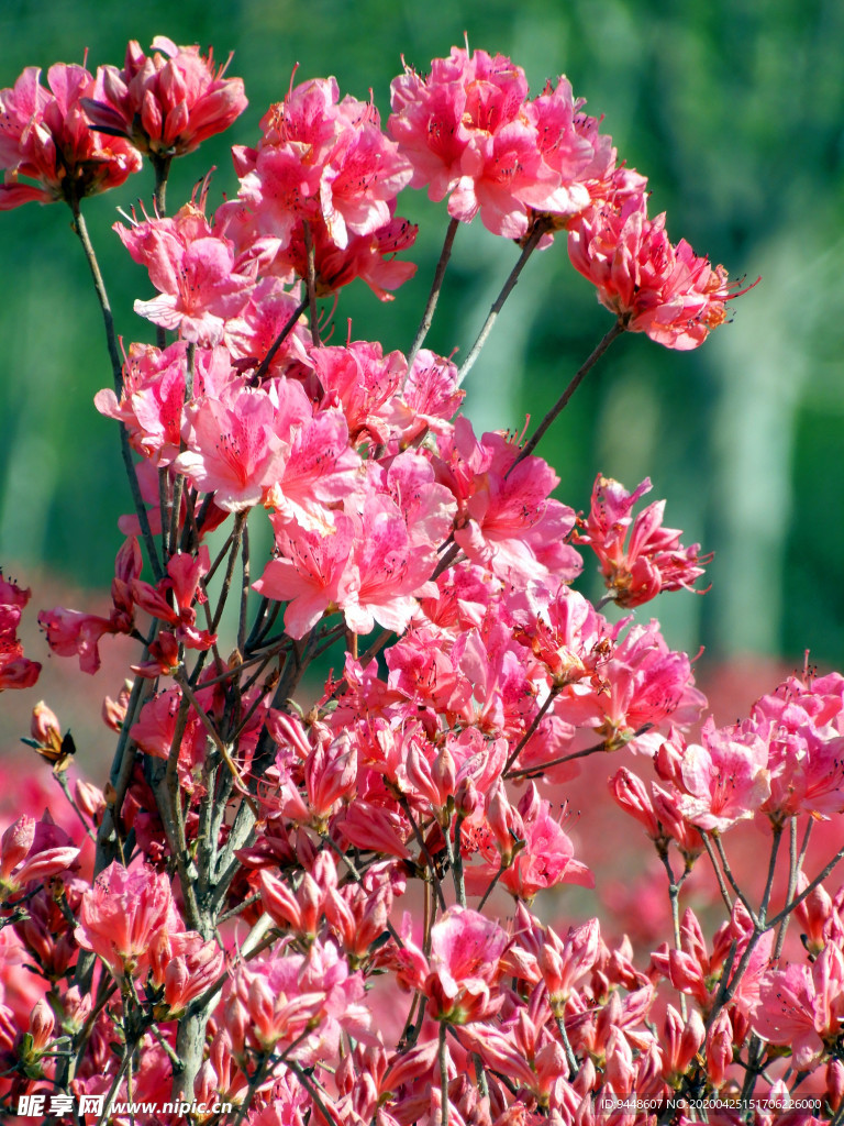 杜鹃花