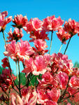 杜鹃花