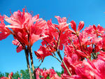 杜鹃花