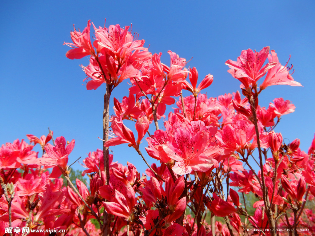 杜鹃花