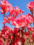 杜鹃花