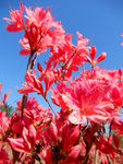 杜鹃花