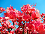 杜鹃花