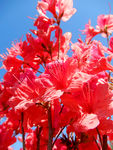 杜鹃花