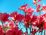 杜鹃花