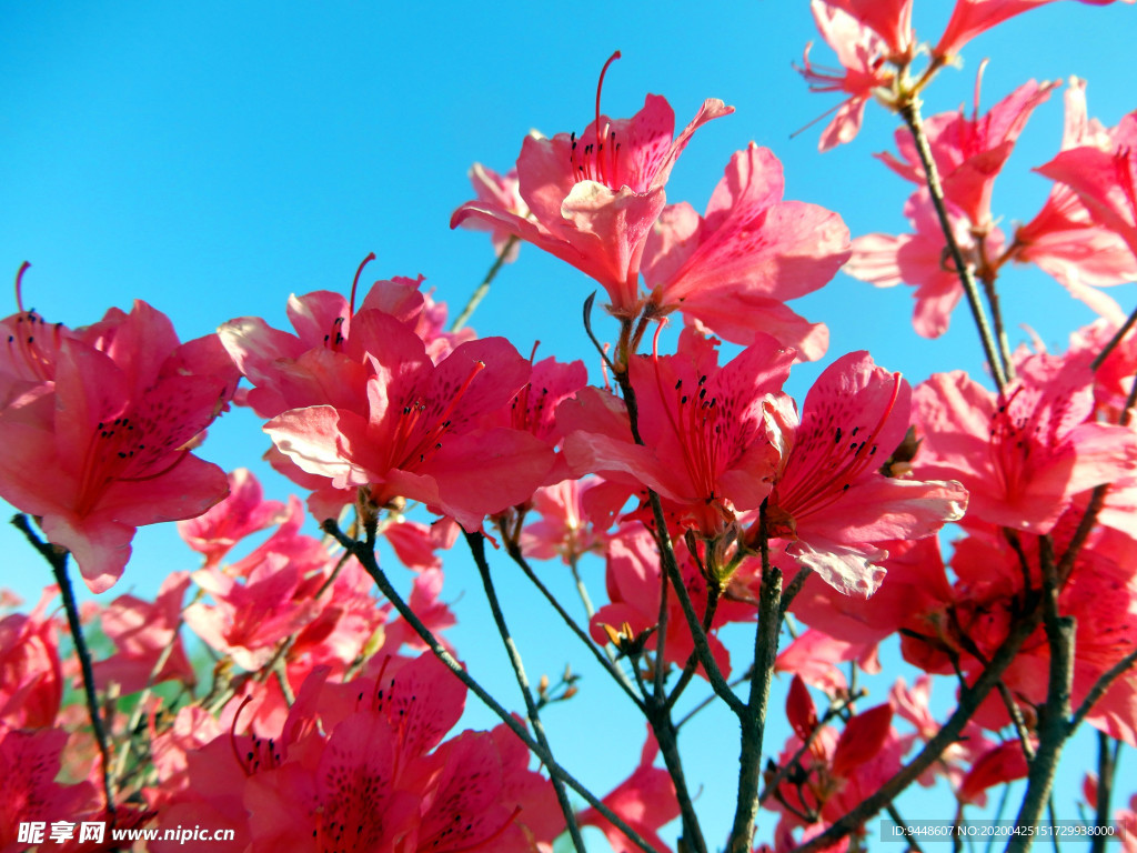 杜鹃花