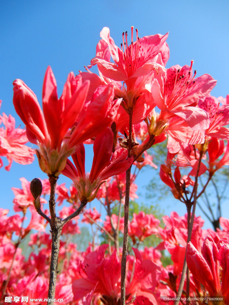 杜鹃花