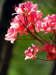 杜鹃花