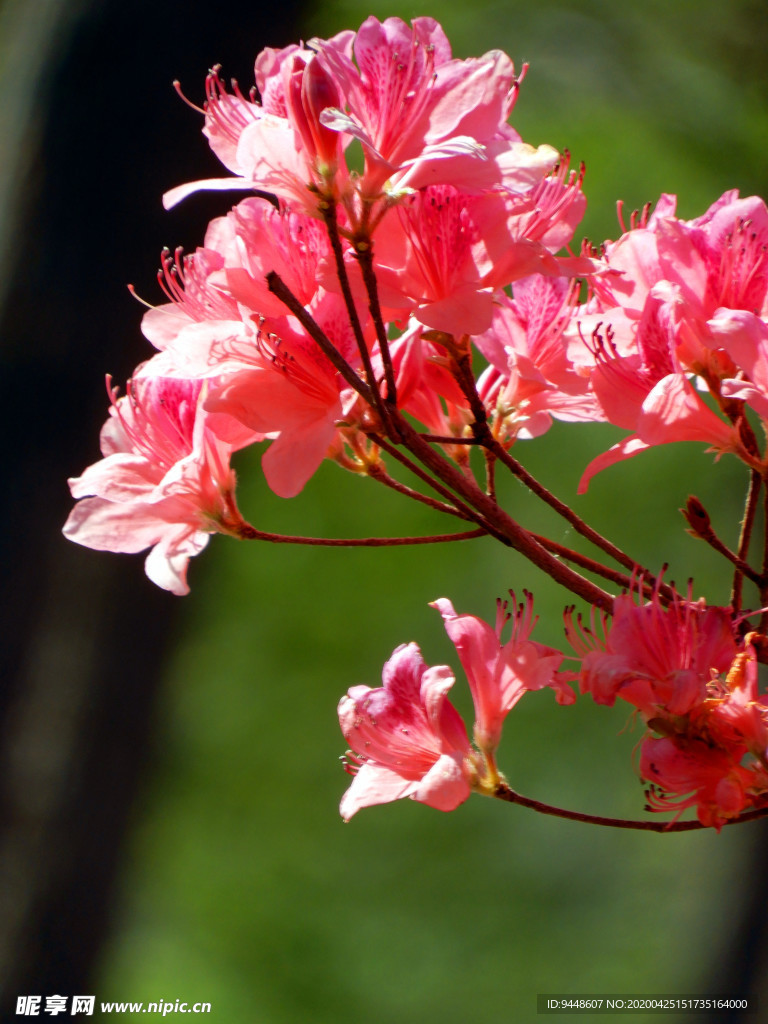 杜鹃花