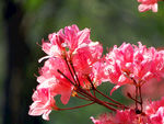 杜鹃花