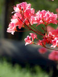杜鹃花