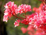 杜鹃花