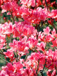 杜鹃花