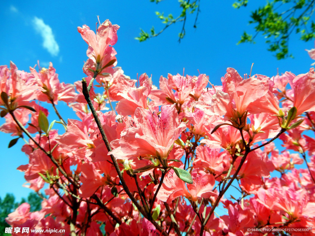 杜鹃花