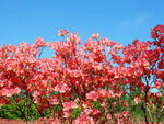 杜鹃花