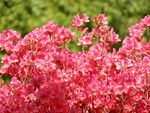 杜鹃花