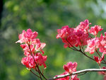 杜鹃花