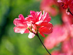 杜鹃花