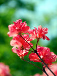 杜鹃花