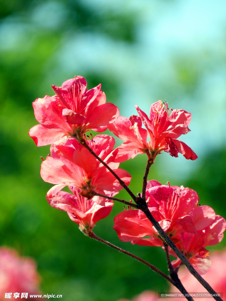 杜鹃花
