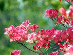 杜鹃花