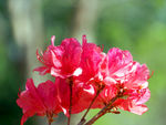 杜鹃花