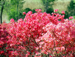 杜鹃花