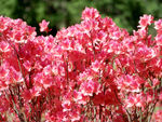 杜鹃花