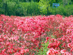 杜鹃花