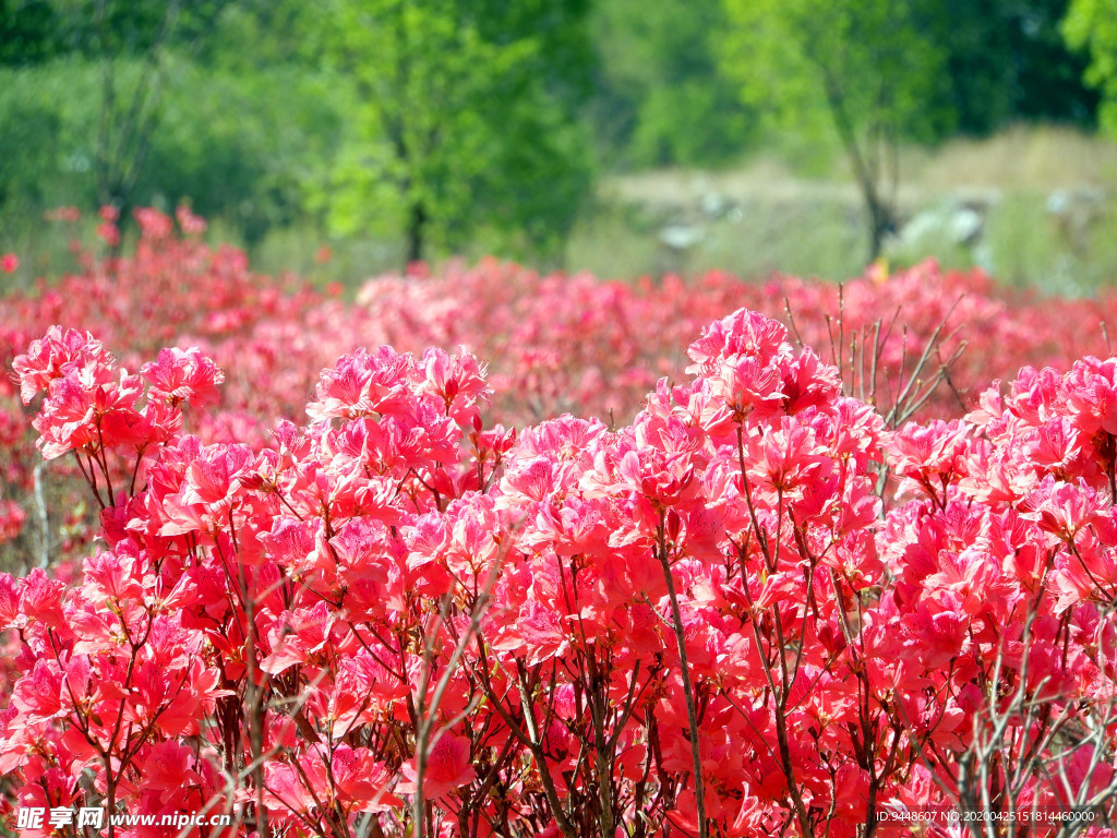 杜鹃花