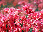 杜鹃花