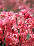 杜鹃花