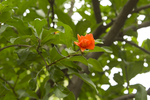 石榴花