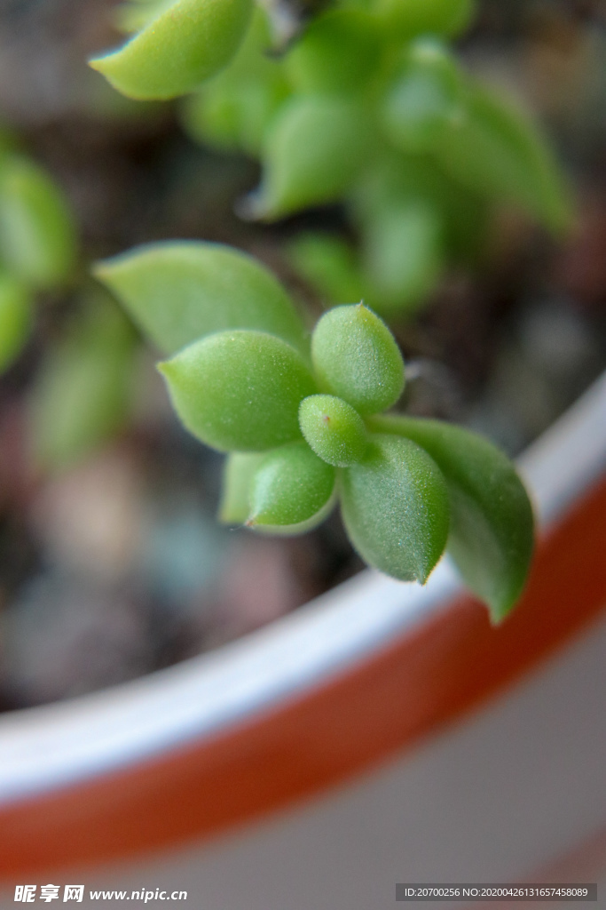 多肉植物