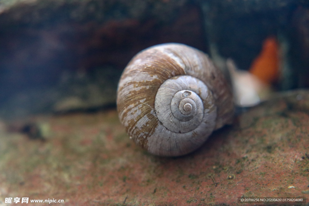 蜗牛壳