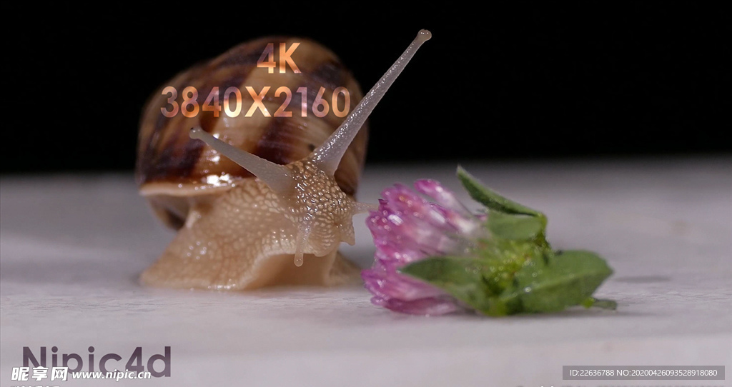 4k视频 蜗牛