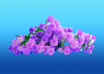 花艺