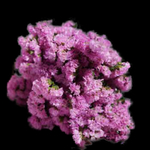 花艺