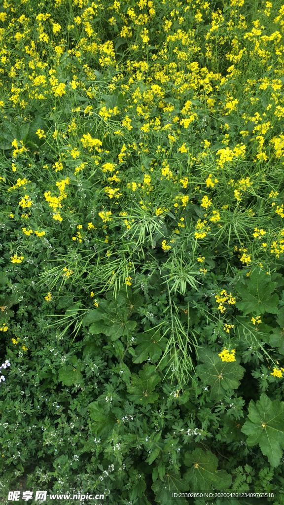 油菜花