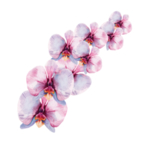 夏日热带水彩花朵