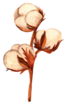 木棉花花朵绘画图案